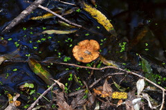Pholiota subflammans