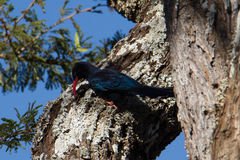 Phoeniculus damarensis