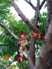 Averrhoa bilimbi