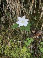Anemonoides trifolia