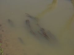 Myriophyllum caput-medusae