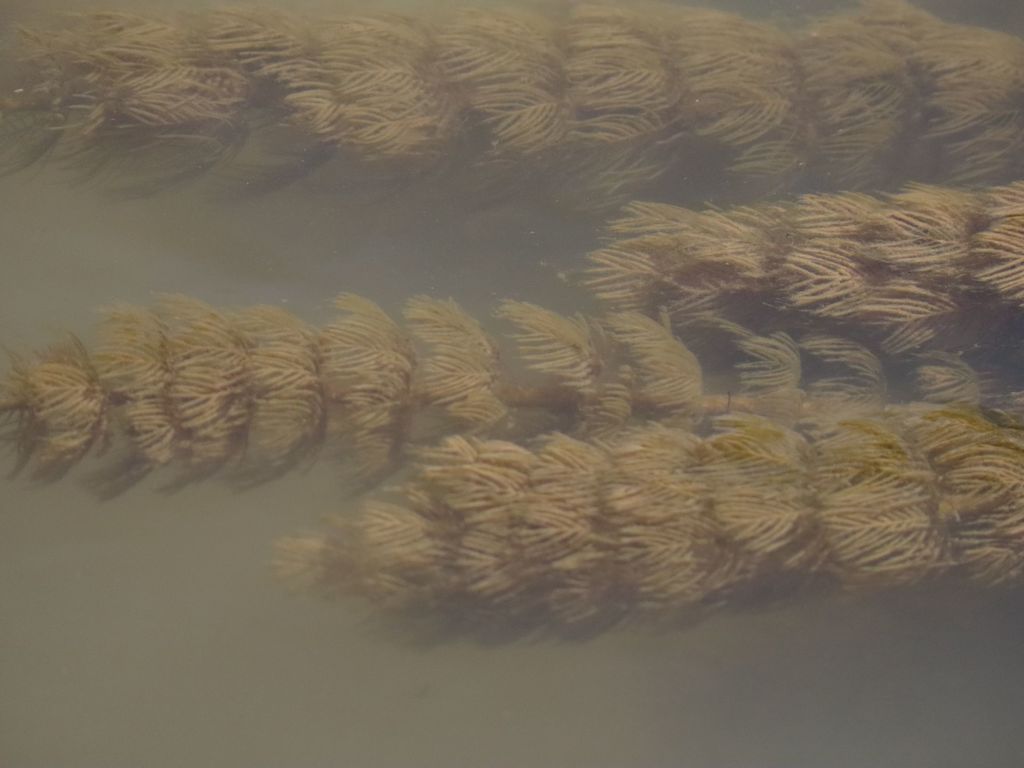 Myriophyllum caput-medusae