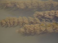 Myriophyllum caput-medusae