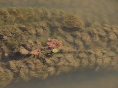 Myriophyllum caput-medusae