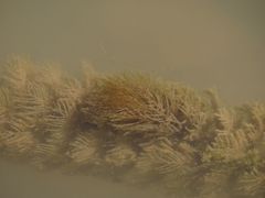 Myriophyllum caput-medusae