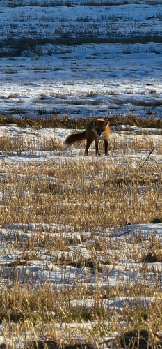Red Fox photographed in Pennsylvania