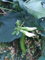 Psophocarpus tetragonolobus