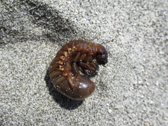 Pericoptus truncatus