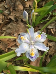 Iris japonica