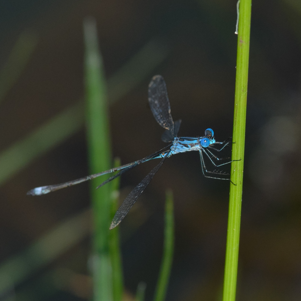 Lestes paulistus