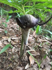 Arisaema thunbergii
