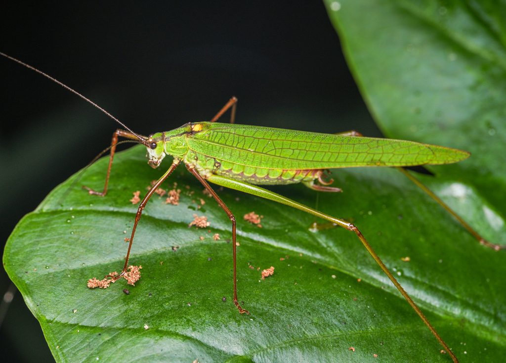 Elimaea thaii