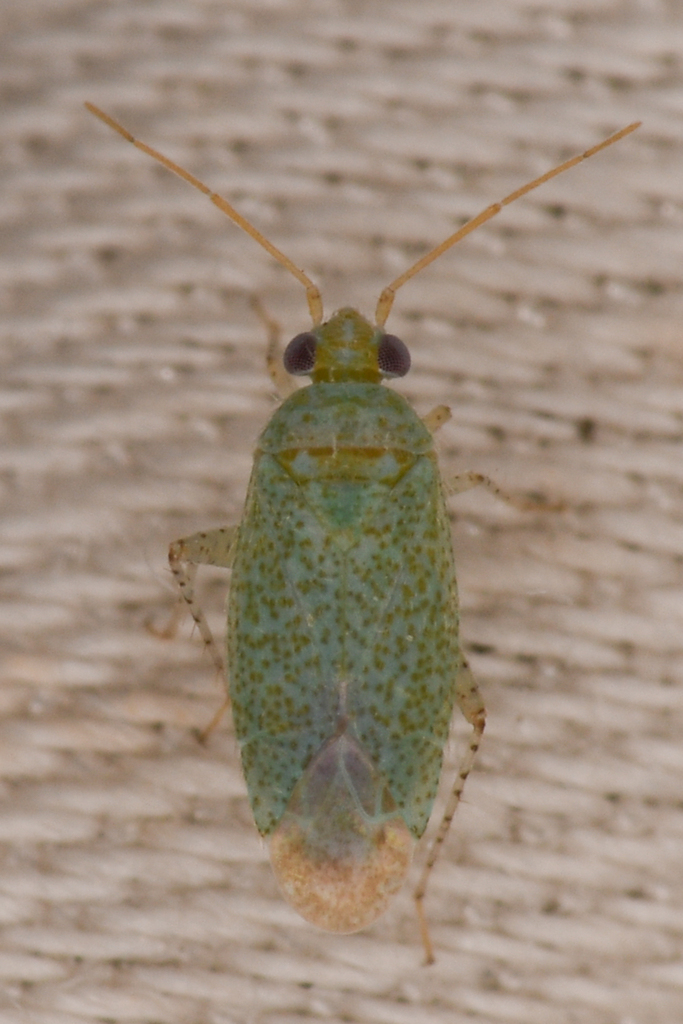 Stictopsallus