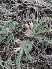 Astragalus testiculatus