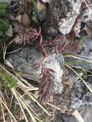 Petrosedum sediforme