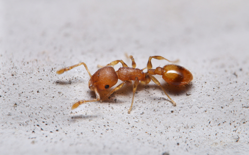Bent-spined Acorn Ant photo 6