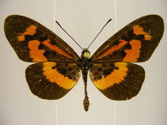 Acraea althoffi