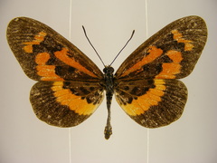 Acraea althoffi