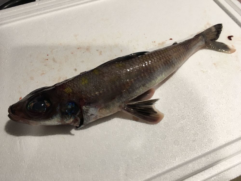 Cucumber Fishes