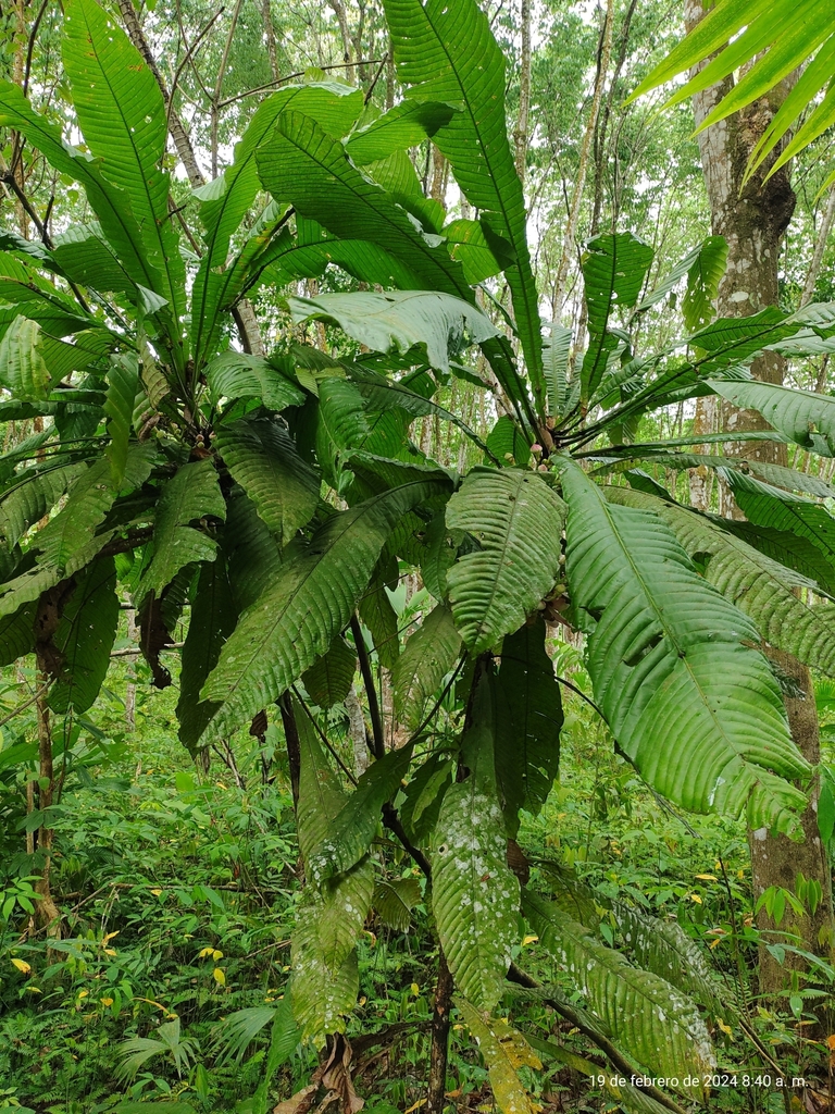 Gustavia excelsa