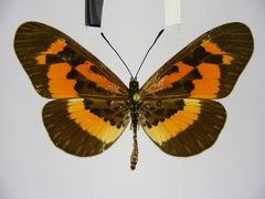 Acraea althoffi