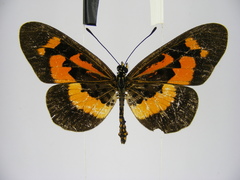 Acraea althoffi