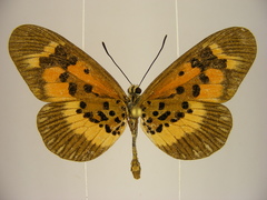 Acraea althoffi
