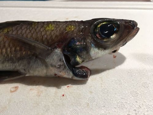 Okamura's cucumberfish (Paraulopus okamurai) — Paraulopidae — 3