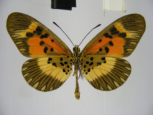 Althoff's acraea