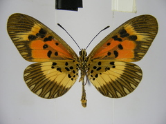 Acraea althoffi