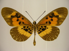 Acraea althoffi