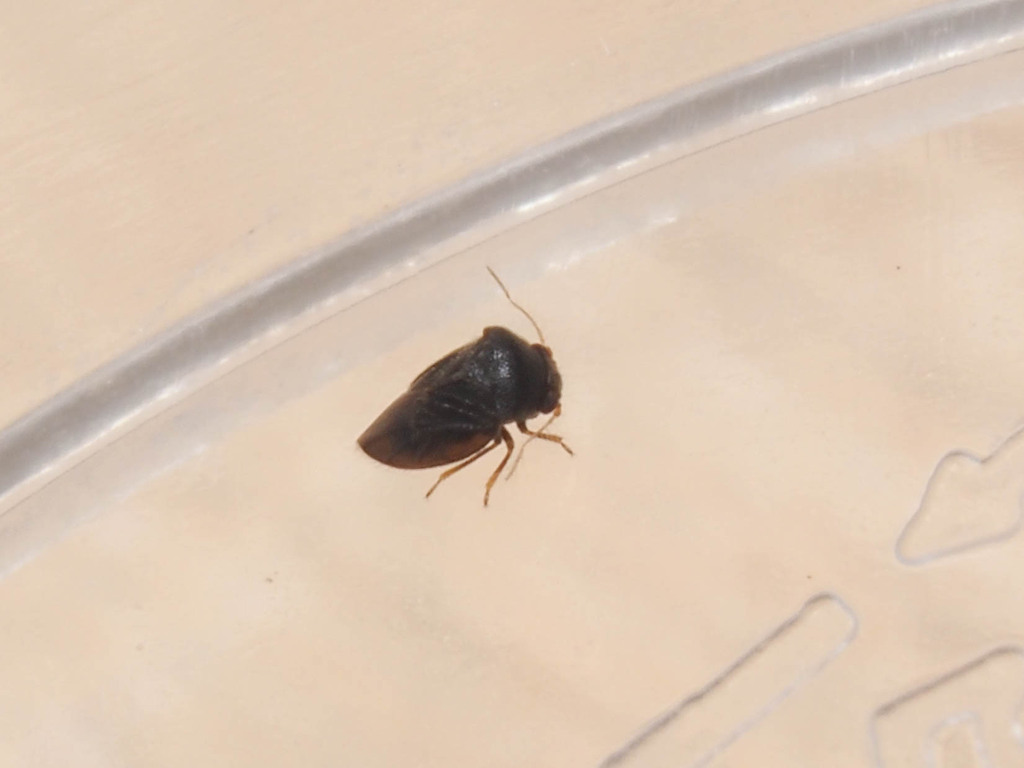 Pi Chong Insect Pinochius from 中国海南省乐东黎族自治县 on February 9, 2024 at 11:45 AM by 吕天朗 ...