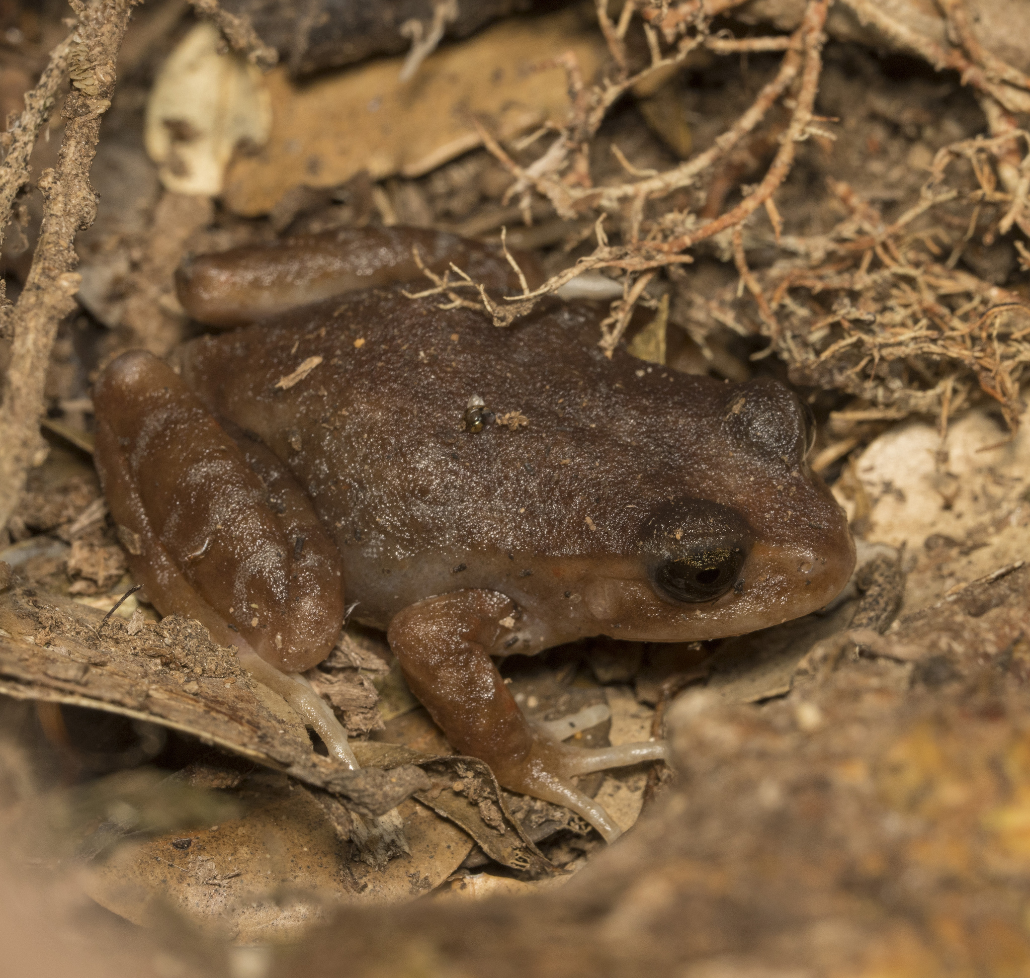 Eupsophus altor Nuñez, Rabanal & Formas, 2012