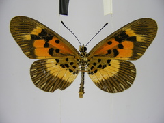 Acraea althoffi