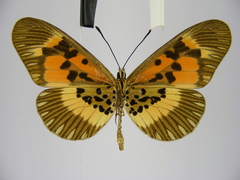 Acraea althoffi