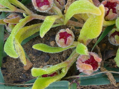 Cleretum papulosum