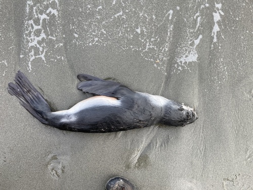 Northern Fur Seal photographed in Washington