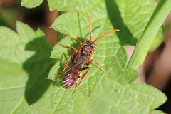 Nomada flava