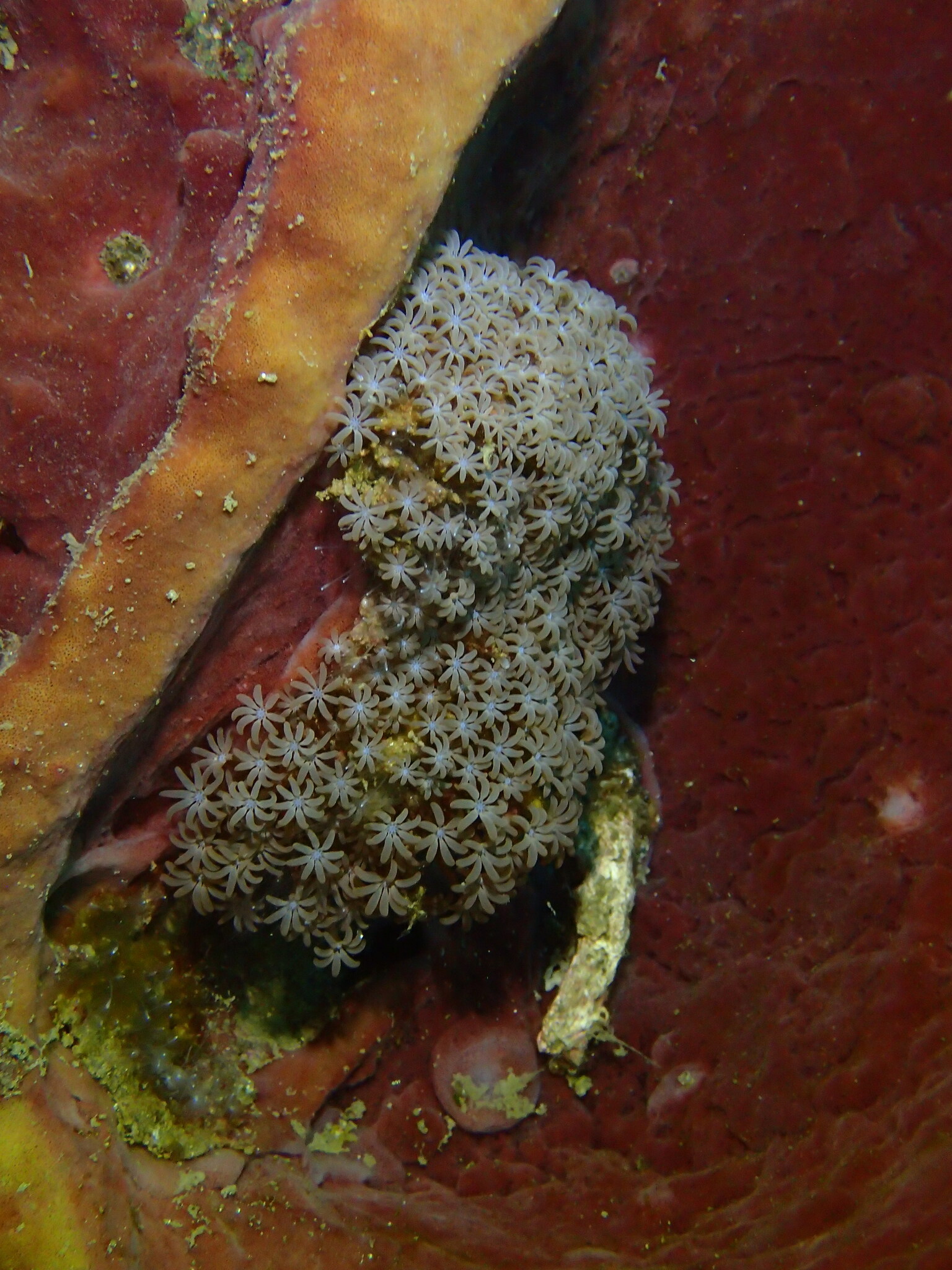 Acrossota amboinensis (Burchardt, 1902)
