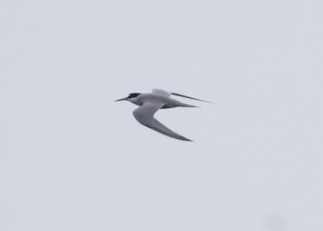 Peruvian Tern (Sternula lorata), photo 9