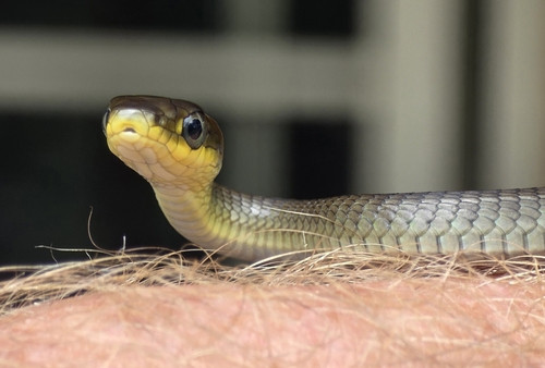 Common Tree Snake sighting