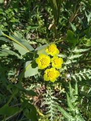 Bupleurum subovatum