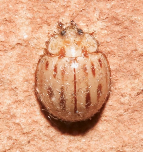 Broken-dashed Lady Beetle photo 3