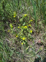 Bupleurum subovatum