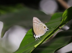 Deudorix epijarbas cinnabarus