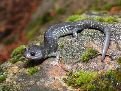 Klamath Black Salamander photo 1
