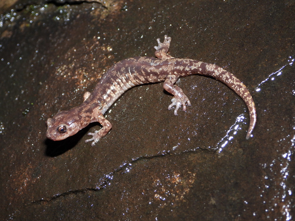 Clouded Salamander