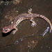 Clouded Salamander - Photo (c) Yinan Li, some rights reserved (CC BY-NC), uploaded by Yinan Li