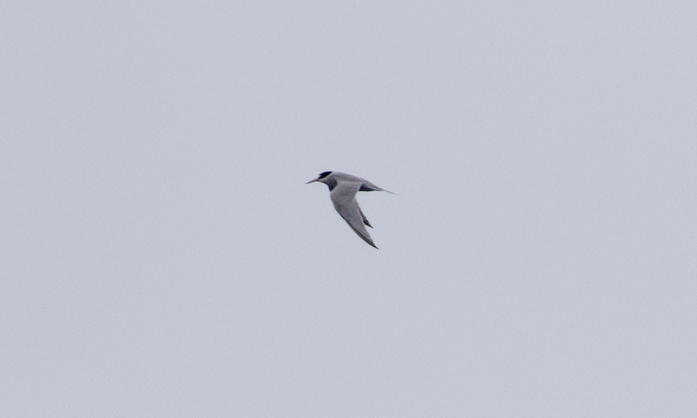 Peruvian Tern (Sternula lorata), photo 10