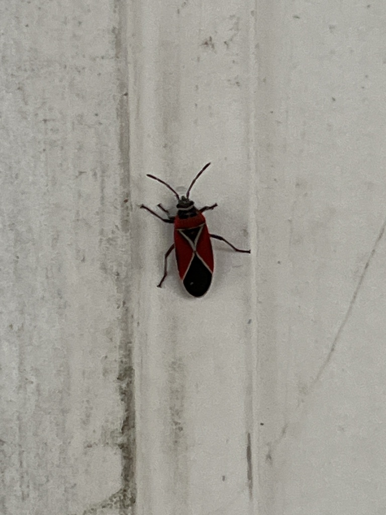 White-crossed Seed Bug from Stone Ave N, Seattle, WA, US on December 3 ...
